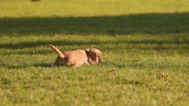 İngiliz Cocker Spaniel Köpeği Yeşil Çim Parkı Çimlerinde Oyuncak ile Koşuyor