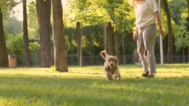 Genç Kadın Park Lawn 'da Evcil İngiliz Cocker Spaniel Köpeğiyle Oynuyor