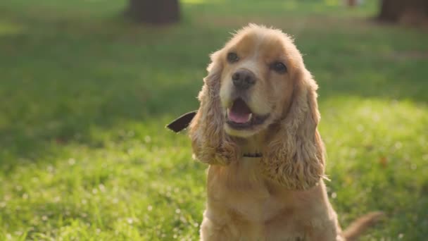 Close English Cocker Spaniel Dog Outdoor Passeggiate Con Animali Domestici — Video Stock