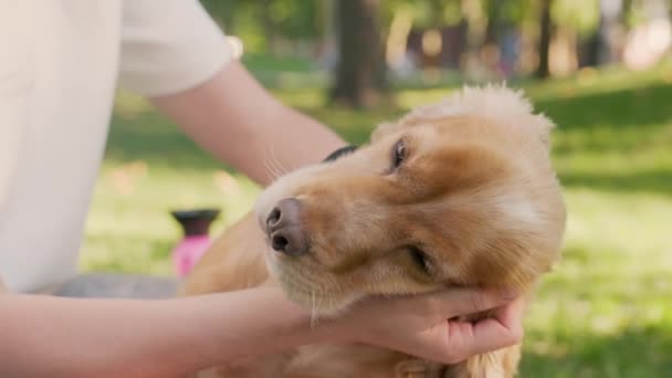 Detailní Záběr Happy Doga Kterého Pohladila Majitelka Žena Kráčí Městském — Stock video