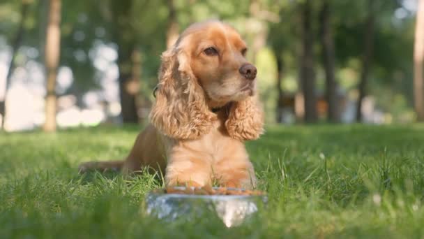 Χαριτωμένο Αγγλικά Κόκερ Σκυλί Σπανιέλ Βρίσκεται Έξω Κοντά Μπολ Ξηρών — Αρχείο Βίντεο