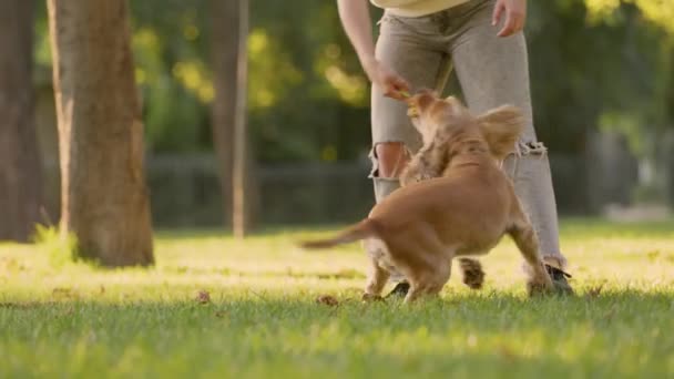 Άγγλος Cocker Spaniel Dog Παίζοντας Παιχνίδι Που Κρατείται Από Γυναίκα — Αρχείο Βίντεο