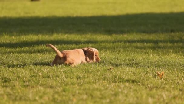 在绿草公园草坪上跑来跑去带着玩具的英国科克猎犬 — 图库视频影像