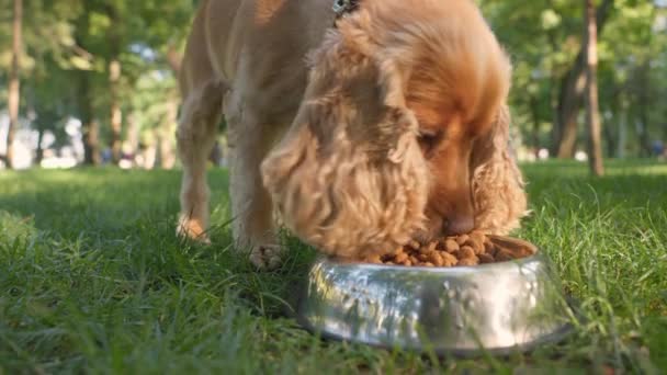 Engelsk Cocker Spaniel Dog Kjører Opp Til Bowl Food Eating – stockvideo