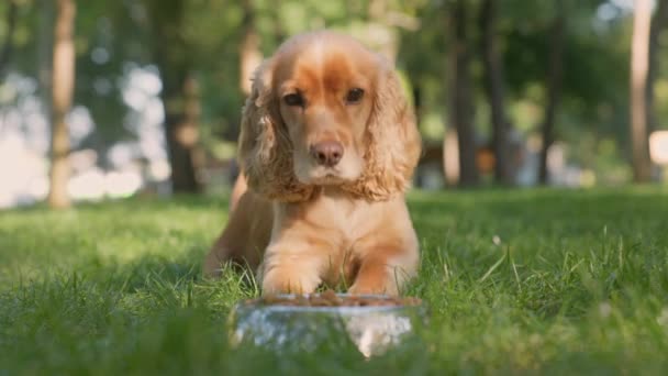 English Cocker Spaniel Eats Dry Dog Food Metal Bowl Lawn — Stock Video