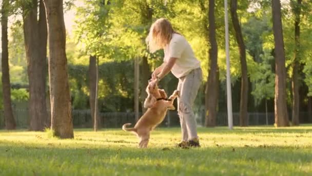 Tânără Femeie Care Joacă Distrează Cocoșul Englez Spaniel Dog Lawn — Videoclip de stoc