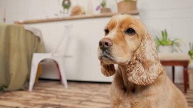 İngiliz Hamamböceği Spaniel 'in Kapalı Odası