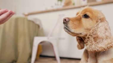 Bakıcı, İngiliz Cocker Spaniel Canine 'i Elindeki Kuru Köpek Yemeğiyle Besliyor. İç Koyu Ev Mutfağı