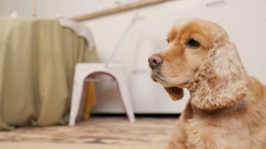 Bakıcı, İngiliz Cocker Spaniel Canine 'i Elindeki Kuru Köpek Yemeğiyle Besliyor. İç Koyu Ev Mutfağı