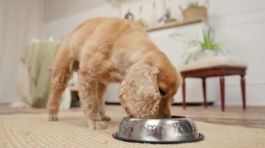 Köpek İngiliz Cocker Spaniel Bakıcı Eller 'den Kuru Köpek maması yiyor. İç Koyu Ev Mutfağı