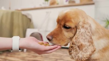 Köpek İngiliz Cocker Spaniel Bakıcı Eller 'den Kuru Köpek maması yiyor. İç Koyu Ev Mutfağı