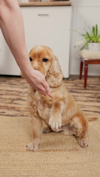 Dog English Cocker Spaniel Eet Droog Hondenvoer Van Hands Caring — Stockvideo