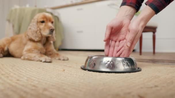 Women Hands Pouring Dry Dog Food Bowl Background Hungry Dog — Stock Video