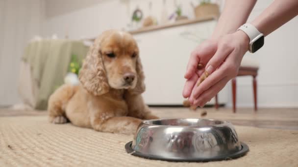 Frauenhände Gießen Trockenes Hundefutter Eine Schüssel Vor Dem Hintergrund Hungriger — Stockvideo