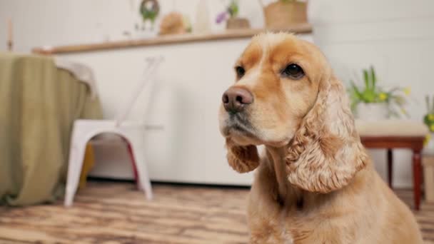 Close Inglês Cocker Spaniel Dog Quarto Aconchegante — Vídeo de Stock