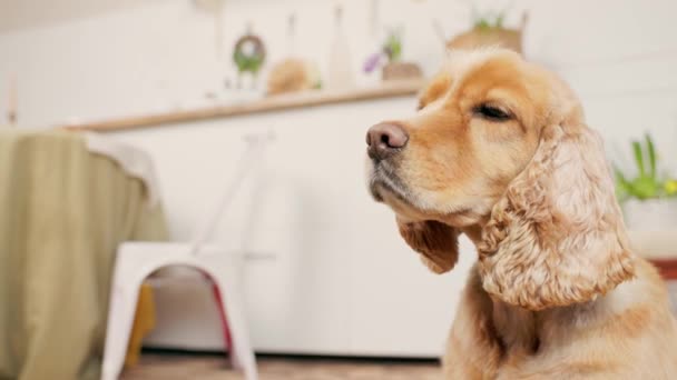 Dog English Cocker Spaniel Eet Droog Hondenvoer Van Hands Caring — Stockvideo