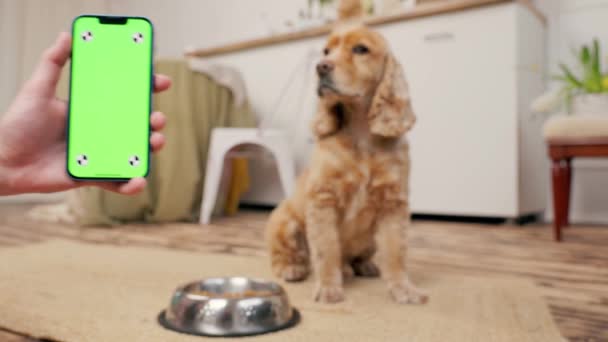 Τηλέφωνο Πράσινη Οθόνη Στο Ανθρώπινο Χέρι Στο Παρασκήνιο Σκύλος Αγγλικά — Αρχείο Βίντεο