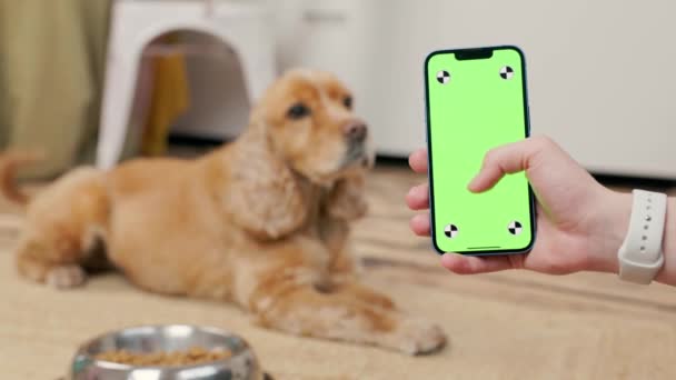 男の手の緑のスクリーンが付いている電話 裏地の犬の英国のコッカーのスパニエルはボールの近くに横たわり 内部居心地のよい家の台所部屋 — ストック動画