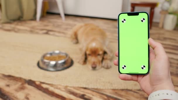 Τηλέφωνο Πράσινη Οθόνη Στο Χέρι Του Ανθρώπου Σχετικά Ιστορικό Σκυλί — Αρχείο Βίντεο