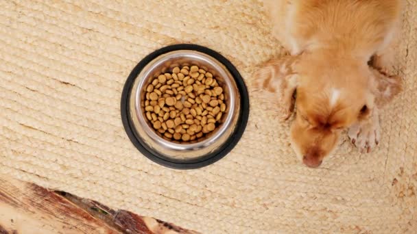 Dog Russian Cocker Spaniel Lying Metal Bowl Dry Canine Food — стоковое видео