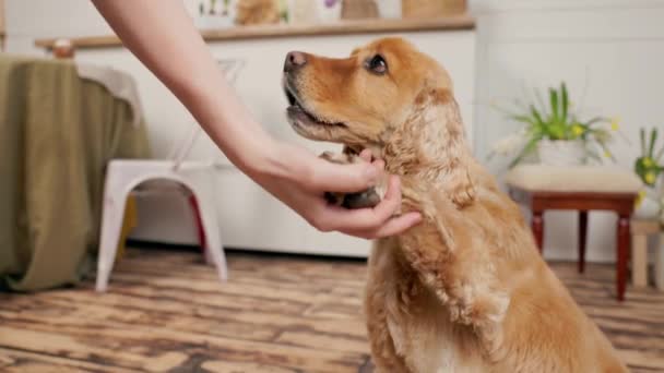 犬イングリッシュコッカースパニエルは 介護の所有者の手からドライカナイン食品を食べます インテリア 居心地の良いホーム キッチン — ストック動画
