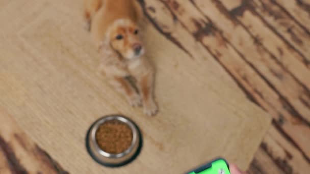Telefon Mit Grünem Bildschirm Der Hand Auf Dem Hintergrund Hund — Stockvideo