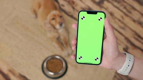 男の手の緑のスクリーンが付いている電話 裏地の犬の英国のコッカーのスパニエルはボールの近くに横たわり 内部の家の部屋 — ストック動画
