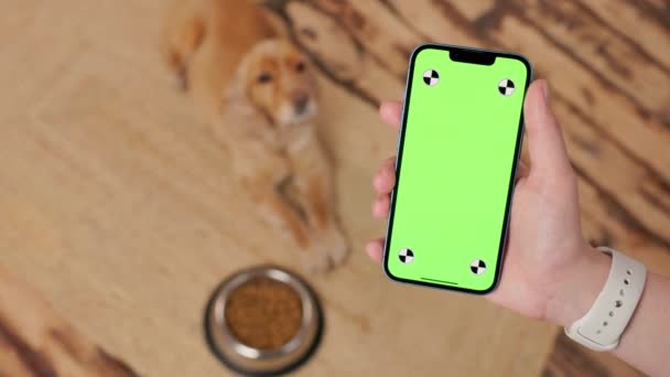 Telefon Mit Grünem Bildschirm Der Hand Auf Dem Hintergrund Hund — Stockvideo