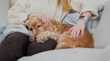Tatmin Edilmiş Evcil Köpeğin Kadın Sahibi Tarafından Okşanması 'nın yakın çekimi. Kadın ve Köpek İngiliz Cocker Spaniel Evdeki Koltukta Birlikte Oturuyorlar