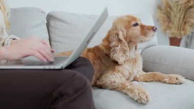 Şirin Ginger Dog İngiliz Cocker Spaniel, yan koltukta yatıyor. Dizüstü bilgisayar kullanan Kadın Ellerinin Kapanışı