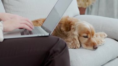 Şirin Ginger Dog İngiliz Cocker Spaniel, yan koltukta yatıyor. Dizüstü bilgisayar kullanan Kadın Ellerinin Kapanışı