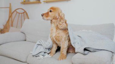 Evcil köpek İngiliz Cocker Spaniel, oturma odasında, battaniyeyle kaplı bir şekilde oturuyor.