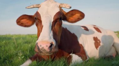 Meadow 'da yatarken İnek Sakızı' nın yakın çekimi. Kırsal bölgedeki Çiftlikteki Evcil Sığırlar