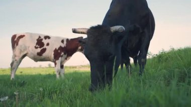 Otlaktaki inek ve dana otlağı. Kırsal bölgedeki Çiftlikteki Evcil Sığırlar