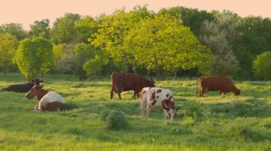Gün batımında Güzel Yeşil Çayırda İnekler otluyor