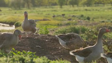 Kırsal bölgedeki Meadow 'da yerli kaz otlağı. Kümes hayvanları ve Hayvanlarla Kırsal Arazi
