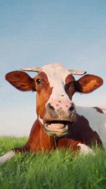 Meadow 'da yatarken İnek Sakızı' nın yakın çekimi. Kırsal bölgedeki Çiftlikteki Evcil Sığırlar