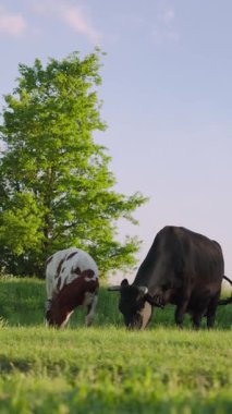 Otlaktaki inek ve dana otlağı. Kırsal bölgedeki Çiftlikteki Evcil Sığırlar