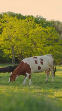 Gün batımında Güzel Yeşil Çayır 'da İnek Otlağı