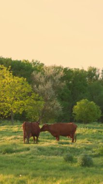 Gün batımında Güzel Yeşil Çayırda İnekler otluyor