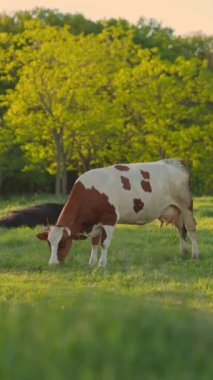Gün batımında Güzel Yeşil Çayırda İnekler otluyor