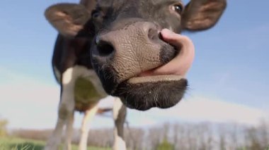 Mandıra İneği 'nin Mavi Gökyüzü Arkaplanına Karşı Çiğneyen ve Burun Yalarken Yakın plan