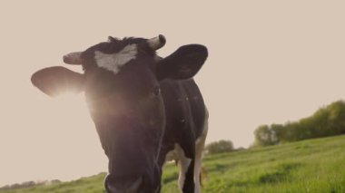 Komik inek kameraya doğru yürüyor. Meadow 'da mandıra otlatma. Otlaktaki Sığırlar