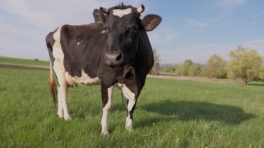 Dairy Cow Meadow 'da Yeşil Çimenli İnek Duruyor ve kameraya bakıyor. Otlakta otlayan sığırlar