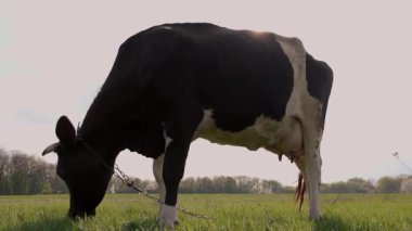 Milk Cow Meadow 'da Yeşil Çim Yiyor. Otlakta otlayan sığırlar 