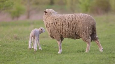 Küçük Kuzuyla Çayırda Koyun. Kırsal bölgedeki Çiftlikteki Çayırda Koyun Otlatma