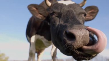 Mandıra İneği 'nin Mavi Gökyüzü Arkaplanına Karşı Çiğneyen ve Burun Yalarken Yakın plan