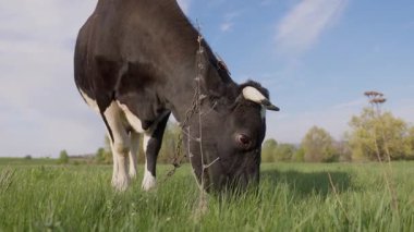 Yeşil Çimenli Dairy Cow Orazing. Otlaktaki Sığırlar