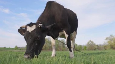 Yeşil Çimenli Dairy Cow Orazing. Otlaktaki Sığırlar