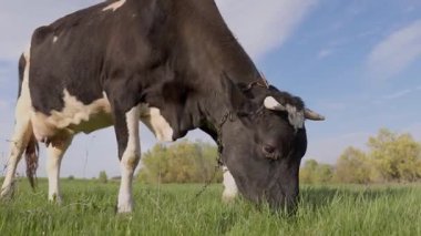 Yeşil Çimenli Dairy Cow Orazing. Otlaktaki Sığırlar